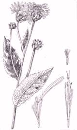 Enula campana